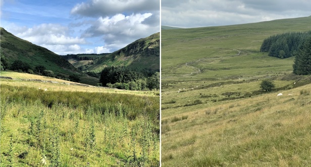 An LLP with tree planting consent on two Parcels of Land At Tregaron and Brecon.