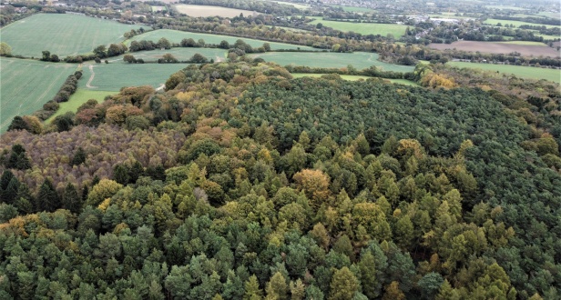 Hawkshead Wood