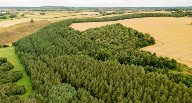 The Kingthorpe Woodlands