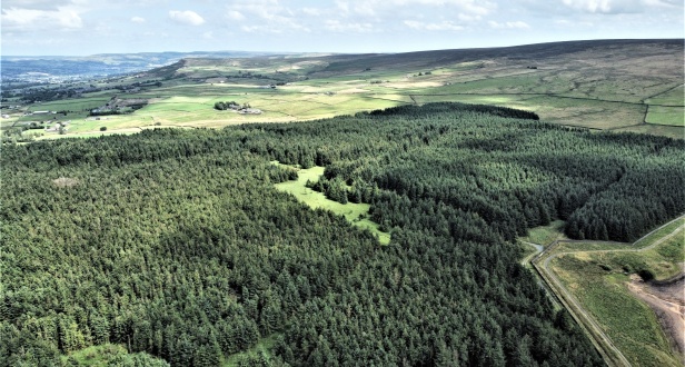 Reedshaw Moss