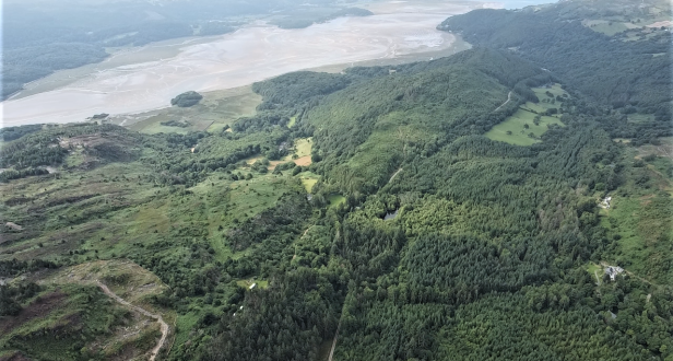 Cae Gwian Forestry Estate