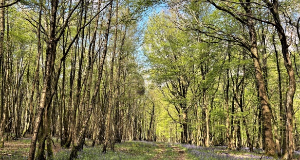 Hounsell Wood and Paddock