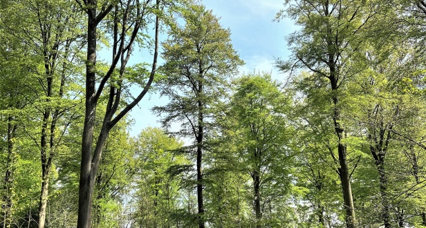 Ramscoat Woodland Estate