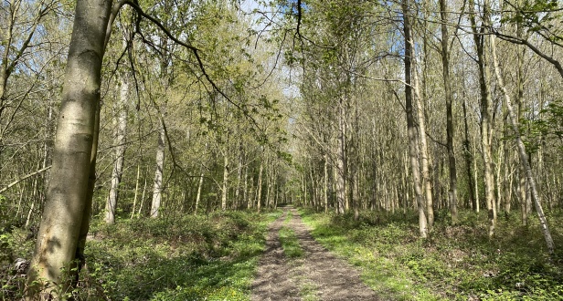 Gosfield Wood