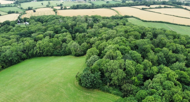 Hockley Wood