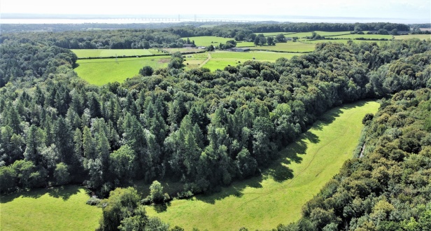Gorrashill Wood