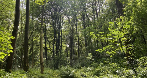 Bruns, Griffe and Hopton Woods