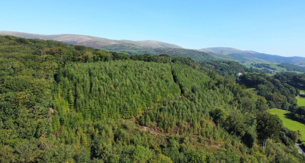 Llwyn Celyn Woodland