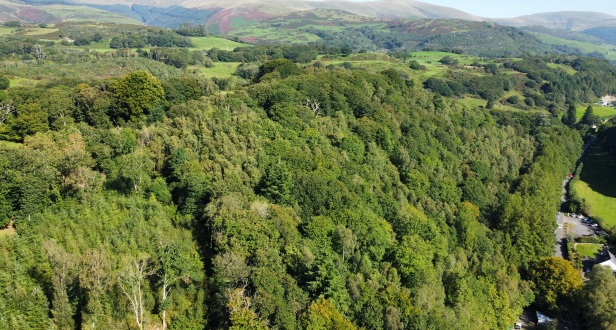Llwyn Celyn North