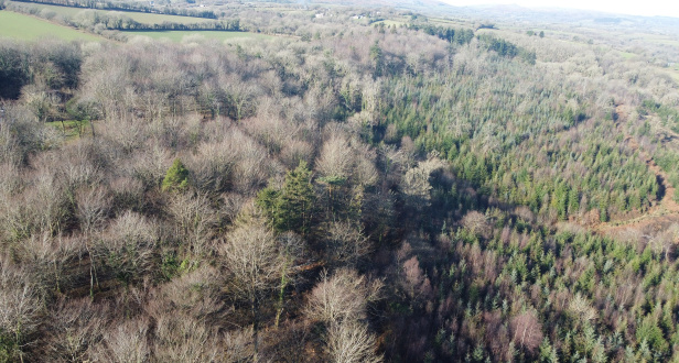 Bicton Wood West