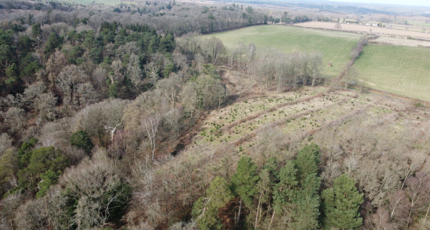 Quatford Wood