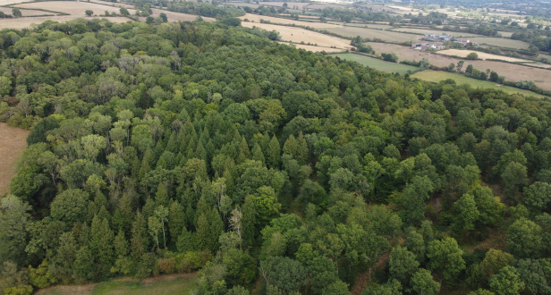 Beacon Hill Wood