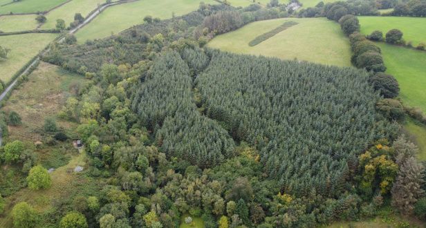 Selattyn Woods