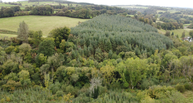 Selattyn Wood