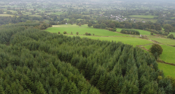Selattyn Hill Wood