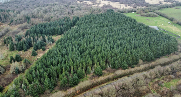 Dreybury Lane Wood - CLOSING DATE