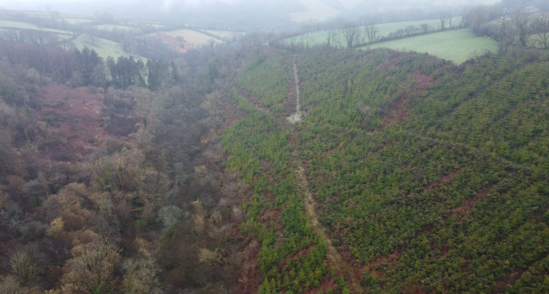 Castell Mawr Wood