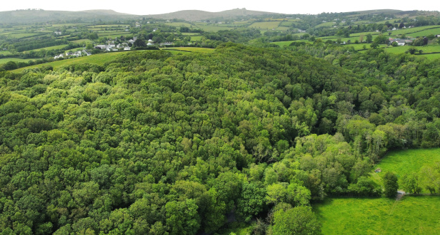Ilsington Wood