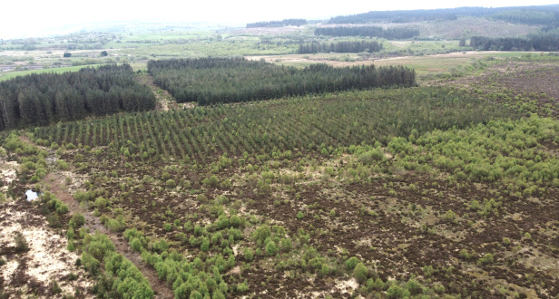 Maesmaelor Wood