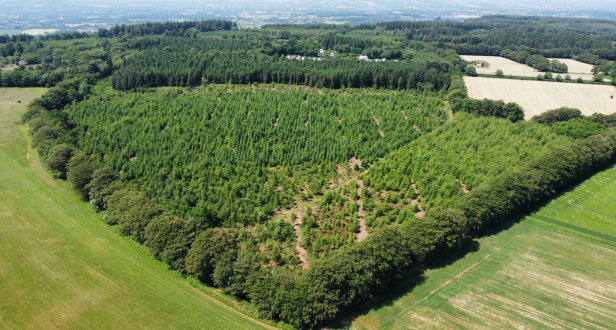 Kentisbeare Wood and Paddock