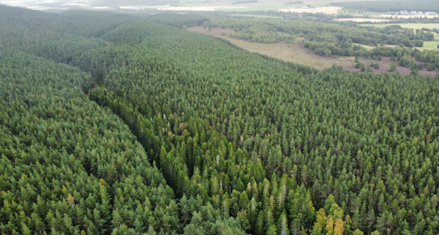 Baddengorm Wood - Plot 19