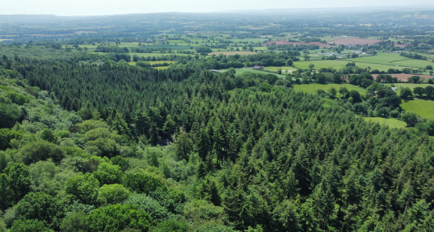 Knowles Wood