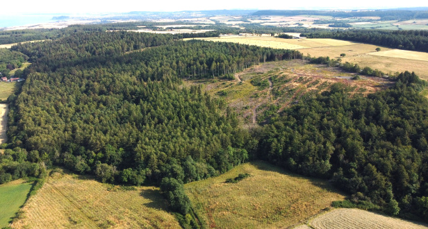 Cloughton Moor Woods