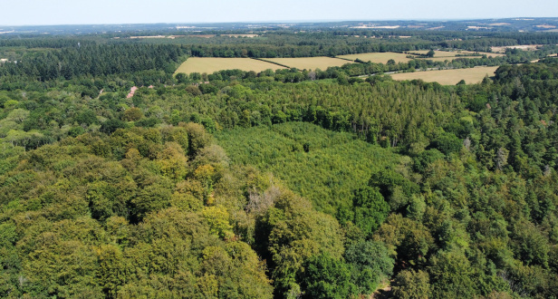 Weathermore Copse