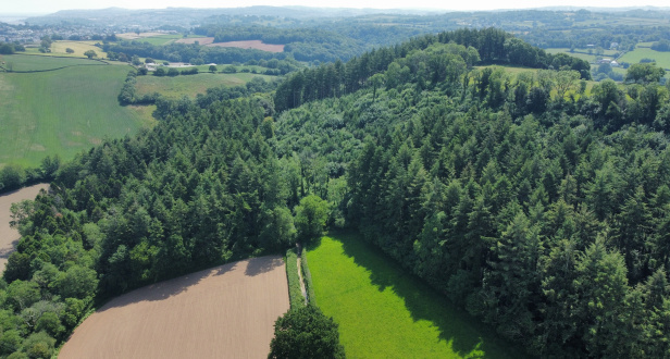 Holbeam Wood