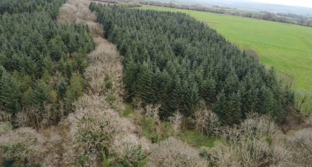 Blagrove Wood