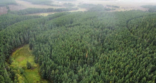 Baddengorm Wood - Plot 2