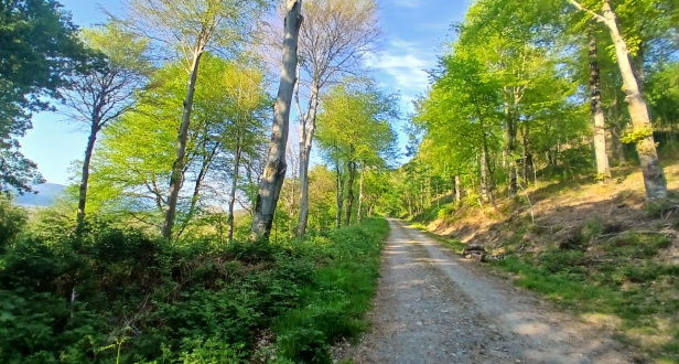 Coed Tafarn-Fach
